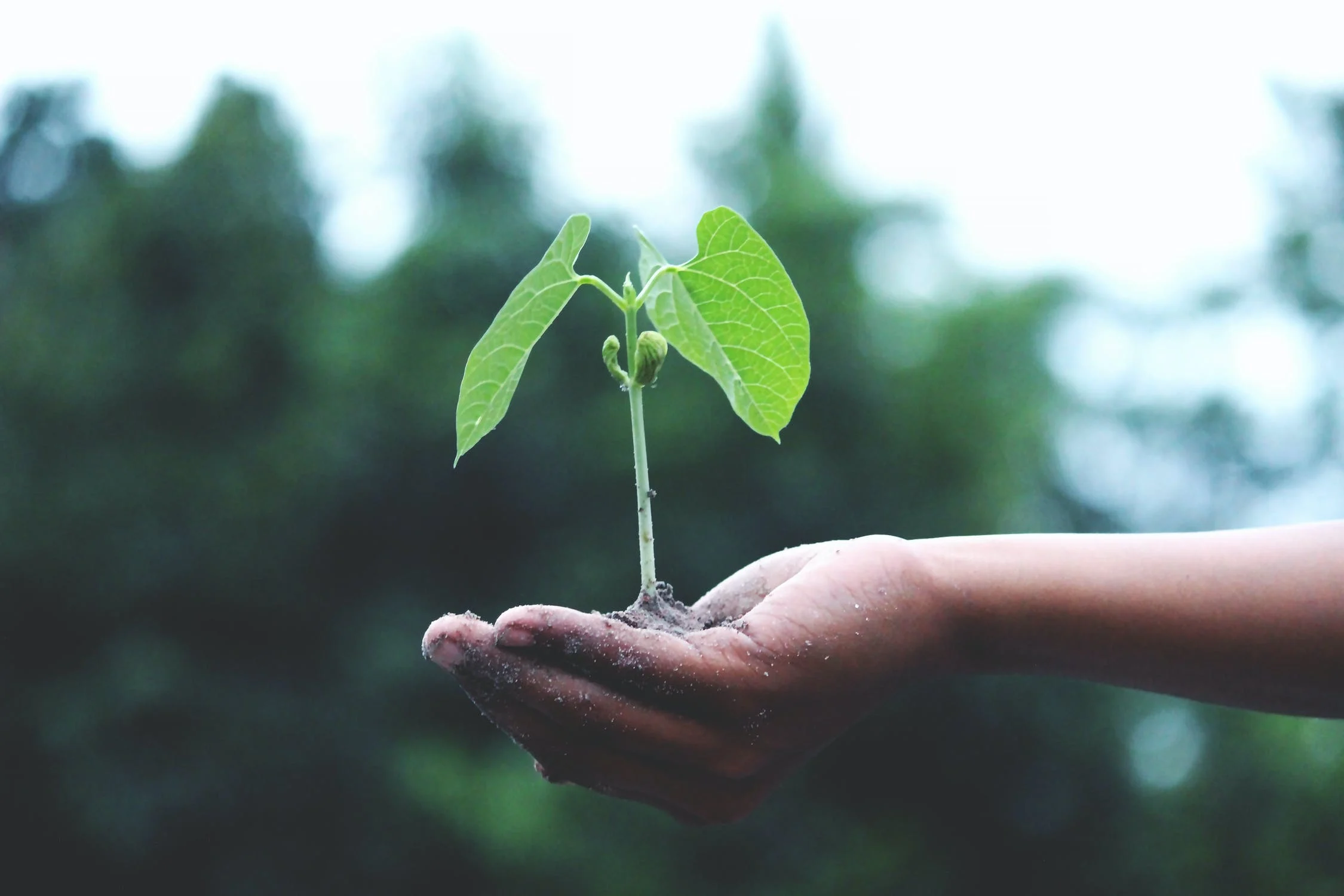 l'Homme reconstruit la nature